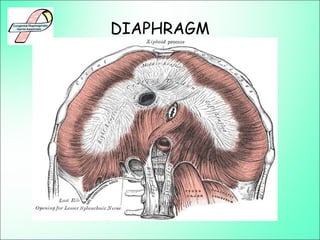 DIAPHRAGM
 