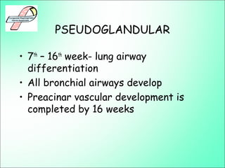 PSEUDOGLANDULAR
• 7th
– 16th
week- lung airway
differentiation
• All bronchial airways develop
• Preacinar vascular development is
completed by 16 weeks
 