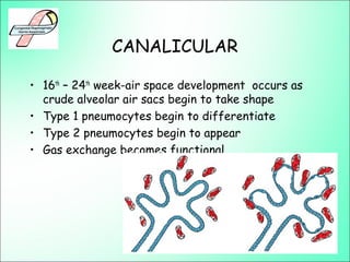 CANALICULAR
• 16th
– 24th
week-air space development occurs as
crude alveolar air sacs begin to take shape
• Type 1 pneumocytes begin to differentiate
• Type 2 pneumocytes begin to appear
• Gas exchange becomes functional
 