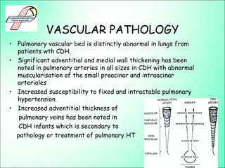 VASCULAR PATHOLOGY
• Pulmonary vascular bed is distinctly abnormal in lungs from
patients wth CDH.
• Significant adventitial and medial wall thickening has been
noted in pulmonary arteries in all sizes in CDH with abnormal
muscularisation of the small preacinar and intraacinar
arterioles
• Increased susceptibility to fixed and intractable pulmonary
hypertension.
• Increased adventitial thickness of
pulmonary veins has been noted in
CDH infants which is secondary to
pathology or treatment of pulmonary HT
 