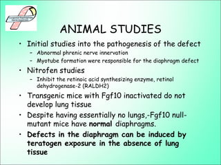 ANIMAL STUDIES
• Initial studies into the pathogenesis of the defect
– Abnormal phrenic nerve innervation
– Myotube formation were responsible for the diaphragm defect
• Nitrofen studies
– Inhibit the retinoic acid synthesizing enzyme, retinol
dehydrogenase-2 (RALDH2)
• Transgenic mice with Fgf10 inactivated do not
develop lung tissue
• Despite having essentially no lungs,-Fgf10 null-
mutant mice have normal diaphragms.
• Defects in the diaphragm can be induced by
teratogen exposure in the absence of lung
tissue
 
