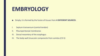 EMBRYOLOGY
■ Simply, it is formed by the fusion of tissues from 4 DIFFERENT SOURCES:
I. Septum transversum (central tendon)
II. Pleuroperitoneal membranes
III. Dorsal mesentery of the esophagus
IV. The body-wall (muscular components from somites (C3-5)
 