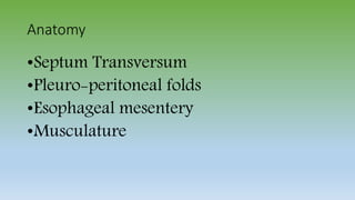 Anatomy
•Septum Transversum
•Pleuro-peritoneal folds
•Esophageal mesentery
•Musculature
 