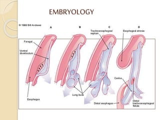EMBRYOLOGY
 