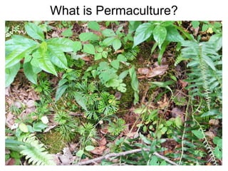 What is Permaculture? 