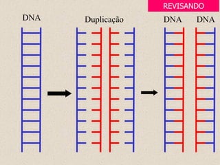 DNA Duplicação DNA DNA
REVISANDO
 