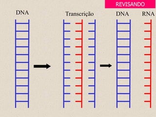 DNA Transcrição DNA RNA
REVISANDO
 