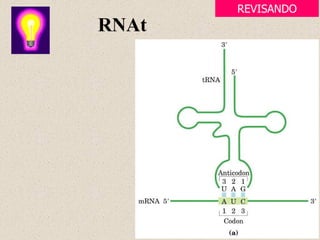 RNAt
REVISANDO
 