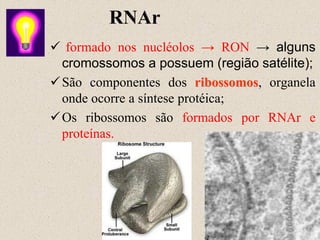 RNAr
 formado nos nucléolos → RON → alguns
cromossomos a possuem (região satélite);
São componentes dos ribossomos, organela
onde ocorre a síntese protéica;
Os ribossomos são formados por RNAr e
proteínas.
 
