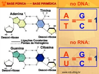 no DNA: no RNA: BASE PÚRICA  BASE PIRIMÍDICA www.icb.ufmg.br  A T G C = = 1 A U G C = = 1 