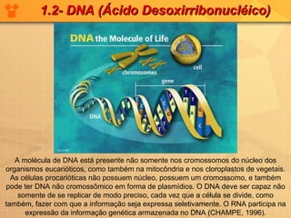 A molécula de DNA está presente não somente nos cromossomos do núcleo dos organismos eucarióticos, como também na mitocôndria e nos cloroplastos de vegetais. As células procarióticas não possuem núcleo, possuem um cromossomo, e também pode ter DNA não cromossômico em forma de plasmídios. O DNA deve ser capaz não somente de se replicar de modo preciso, cada vez que a célula se divide, como também, fazer com que a informação seja expressa seletivamente. O RNA participa na expressão da informação genética armazenada no DNA (CHAMPE, 1996). 1.2- DNA (Ácido Desoxirribonucléico) 