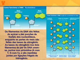 Os filamentos do DNA são feitos do açúcar e das porções de fosfato dos nucleotídeos, enquanto as partes do meio são feitas das bases de nitrogênio. As bases de nitrogênio nos dois filamentos do par do DNA unem-se, purina com pirimidina (A com T, G com C), e são mantidas juntas por ligações frágeis de hidrogênio.   