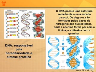 www.biomol.org   O DNA possui uma estrutura semelhante a uma escada caracol. Os degraus são formados pelas bases de nitrogênio dos nucleotídeos,  onde a adenina forma par com a timina, e a citosina com a guanina.   DNA: responsável pela hereditariedade e síntese protéica 