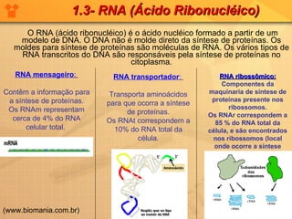 O RNA (ácido ribonucléico) é o ácido nucléico formado a partir de um modelo de DNA. O DNA não é molde direto da síntese de proteínas. Os moldes para síntese de proteínas são moléculas de RNA. Os vários tipos de RNA transcritos do DNA são responsáveis pela síntese de proteínas no citoplasma. 1.3- RNA (Ácido Ribonucléico) RNA mensageiro :   Contêm a informação para a síntese de proteínas. Os RNAm representam cerca de 4% do RNA celular total.  RNA transportador :   Transporta aminoácidos para que ocorra a síntese de proteínas. Os RNAt correspondem a 10% do RNA total da célula.       RNA ribossômico:   Componentes da maquinaria de síntese de proteínas presente nos ribossomos. Os RNAr correspondem a 85 % do RNA total da célula, e são encontrados nos ribossomos (local onde ocorre a síntese protéica).   (www.biomania.com.br) 