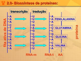 2.0- Biossíntese de proteínas: FENILALANINA GLUTAMINA GLICINA VALINA fita ativa de DNA RNA-m RNA-t AA proteína transcrição tradução A A A C T C G C A C A A U U U G A G C G U G U U A A A C U C G C A C A A 