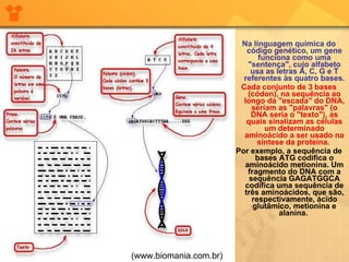 Na linguagem química do código genético, um gene funciona como uma "sentença", cujo alfabeto usa as letras A, C, G e T referentes às quatro bases.   Cada conjunto de 3 bases (códon), na sequência ao longo da "escada" do DNA, seriam as "palavras" (o DNA seria o "texto"), as quais sinalizam as células um determinado aminoácido a ser usado na síntese da proteína.   Por exemplo, a sequência de bases ATG codifica o aminoácido metionina. Um fragmento do DNA com a sequência GAGATGGCA codifica uma sequência de três aminoácidos, que são, respectivamente, ácido glutâmico, metionina e alanina.   (www.biomania.com.br) 