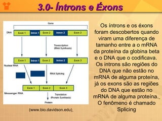 3.0- Íntrons e Éxons (www.bio.davidson.edu)   Os íntrons e os éxons foram descobertos quando viram uma diferença de tamanho entre a o mRNA da proteína da globina beta e o DNA que o codificava.  Os introns são regiões do DNA que não estão no mRNA de alguma proteína, já os exons são as regiões do DNA que estão no mRNA de alguma proteína.   O fenômeno é chamado Splicing 