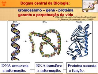 Dogma central da Biologia:  cromossomo – gene - proteína garante a perpetuação da vida (http://bit.fmrp.usp.br/ctc/palestras/Organizacao_do_Genoma_Humano.ppt - março/20008).   