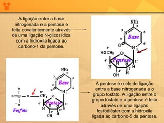 A ligação entre a base nitrogenada e a pentose é feita covalentemente através de uma ligação N-glicosídica com a hidroxila ligada ao carbono-1 da pentose. A pentose é o elo de ligação entre a base nitrogenada e o grupo fosfato. A ligação entre o grupo fosfato e a pentose é feita através de uma ligação fosfodiéster com a hidroxila ligada ao carbono-5 da pentose. 