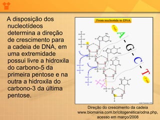 A disposição dos nucleotídeos determina a direção de crescimento para a cadeia de DNA, em uma extremidade possui livre a hidroxila do carbono-5 da primeira pentose e na outra a hidroxila do carbono-3 da última pentose.  Direção do crescimento da cadeia www.biomania.com.br/citogenética/odna.php, acesso em março/2008 