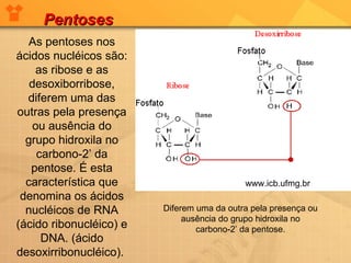 Pentoses As pentoses nos ácidos nucléicos são: as ribose e as desoxiborribose, diferem uma das outras pela presença ou ausência do grupo hidroxila no carbono-2’ da pentose. É esta característica que denomina os ácidos nucléicos de RNA (ácido ribonucléico) e DNA. (ácido desoxirribonucléico).  Diferem uma da outra pela presença ou ausência do grupo hidroxila no carbono-2’ da pentose. www.icb.ufmg.br  