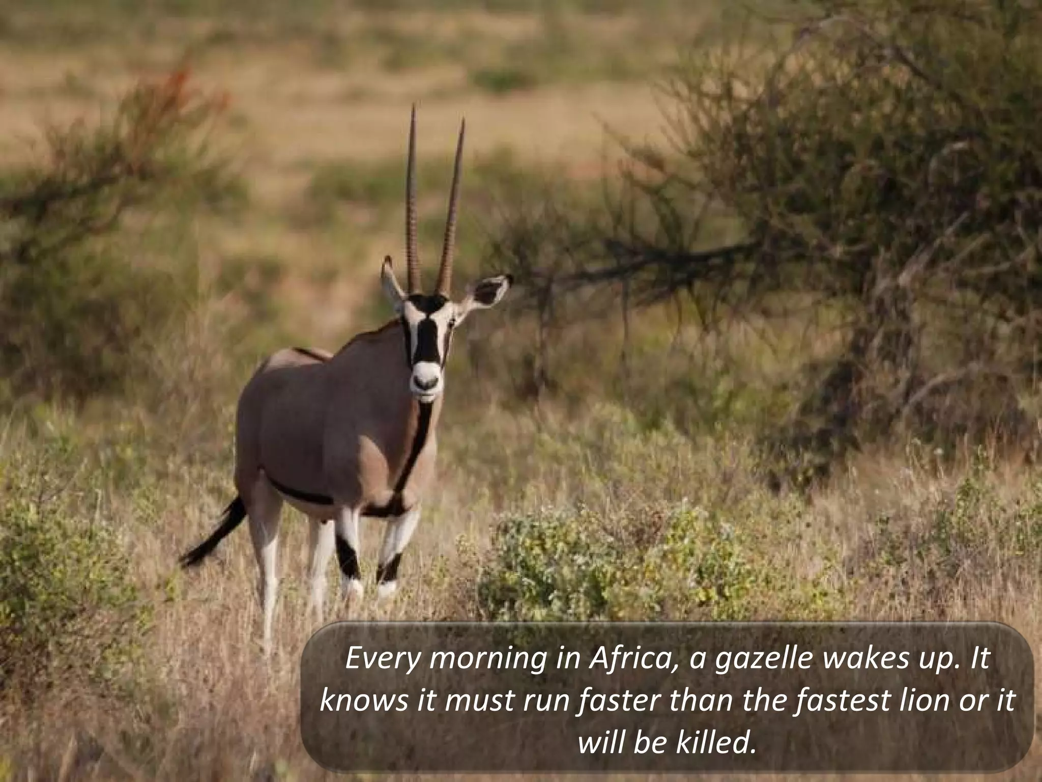 Every morning in Africa, a gazelle wakes up. It knows it must run faster than the fastest lion or it will be killed. 
