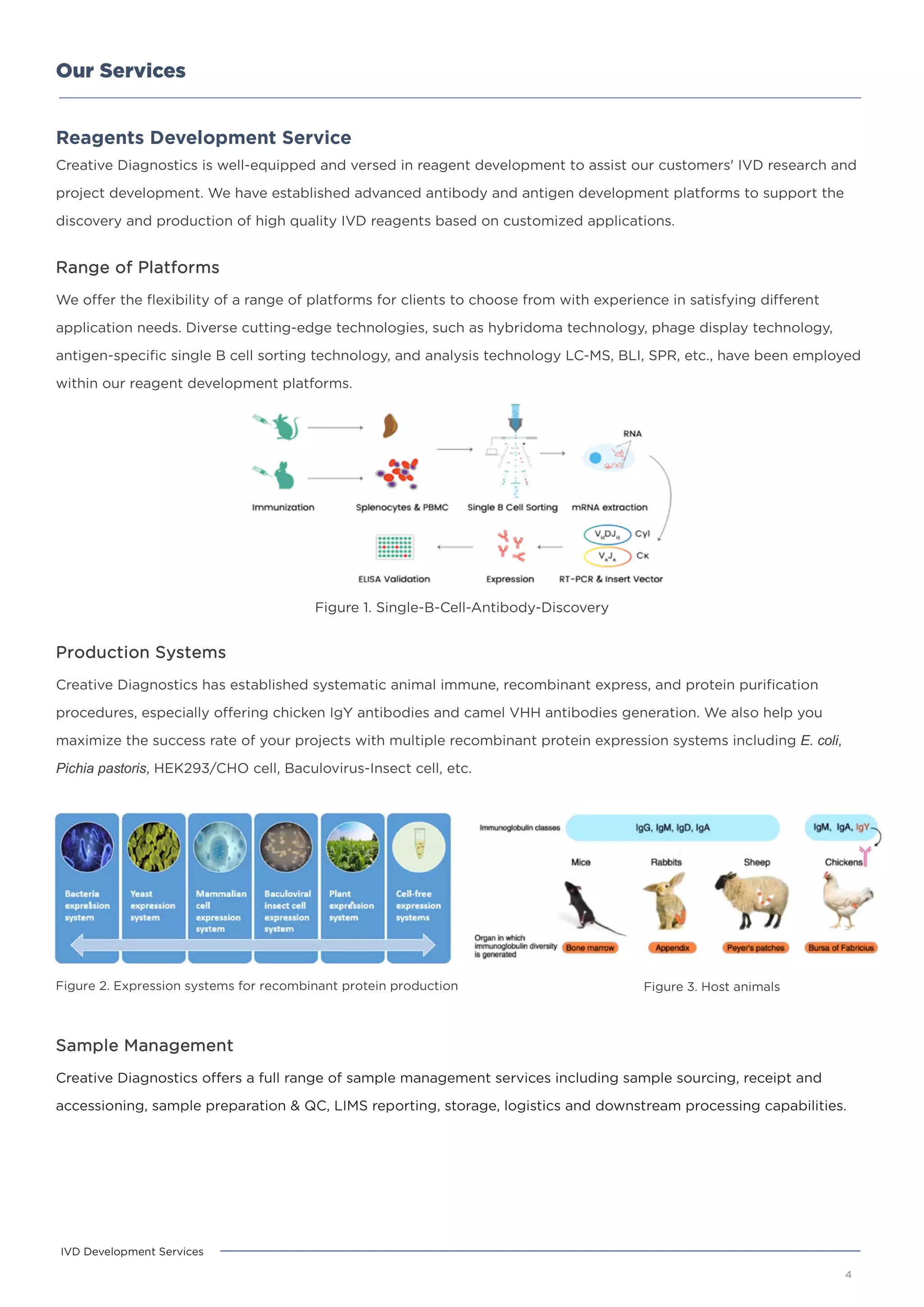 Our Services
Sample Management
Creative Diagnostics offers a full range of sample management services including sample sourcing, receipt and
accessioning, sample preparation & QC, LIMS reporting, storage, logistics and downstream processing capabilities.
Figure 2. Expression systems for recombinant protein production Figure 3. Host animals
4
IVD Development Services
Reagents Development Service
Creative Diagnostics is well-equipped and versed in reagent development to assist our customers' IVD research and
project development. We have established advanced antibody and antigen development platforms to support the
discovery and production of high quality IVD reagents based on customized applications.
Range of Platforms
We offer the flexibility of a range of platforms for clients to choose from with experience in satisfying different
application needs. Diverse cutting-edge technologies, such as hybridoma technology, phage display technology,
antigen-specific single B cell sorting technology, and analysis technology LC-MS, BLI, SPR, etc., have been employed
within our reagent development platforms.
Figure 1. Single-B-Cell-Antibody-Discovery
Production Systems
Creative Diagnostics has established systematic animal immune, recombinant express, and protein purification
procedures, especially offering chicken IgY antibodies and camel VHH antibodies generation. We also help you
maximize the success rate of your projects with multiple recombinant protein expression systems including E. coli,
Pichia pastoris, HEK293/CHO cell, Baculovirus-Insect cell, etc.
 