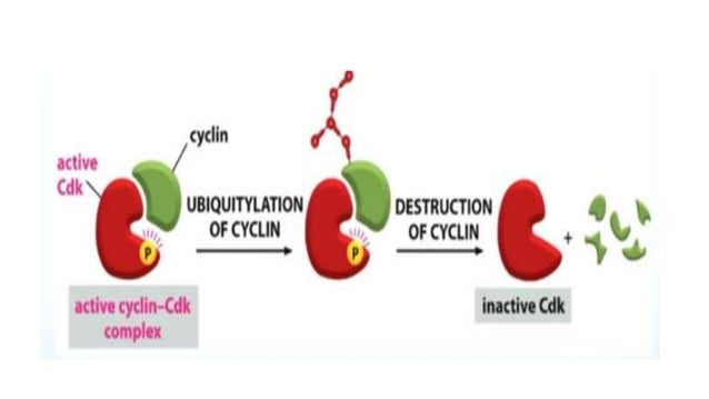 Cdk | PPTX | Endocrine and Metabolic Diseases | Diseases and Conditions