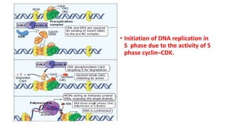 • Initiation of DNA replication in
S phase due to the activity of S
phase cyclin–CDK.
 