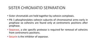 SISTER CHROMATID SEPARATION
• Sister chromatids are held together by cohesin complexes.
• Plk 1 phosphorylates cohesin subunits of chromosomal arms early in
prophase so cohesins are found only at centromeric positions after
prophase.
• Separase, a site specific protease is required for removal of cohesins
from centromeric positions.
• Securin is the inhibitor of separase.
 