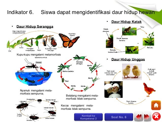 710 Koleksi Gambar  Daur  Hidup  Hewan Ular  HD Terbaru 