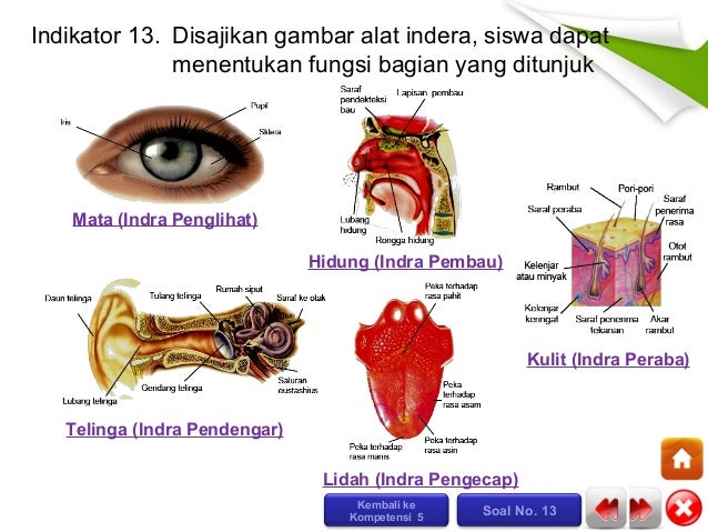Cd mahir ipa sd