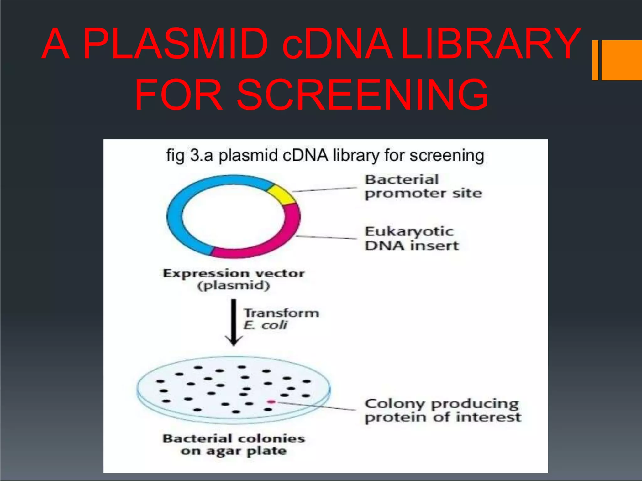 A PLASMID cDNA LIBRARY
FOR SCREENING
 