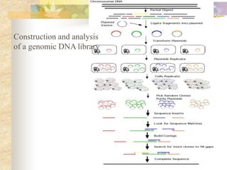 Sample Library Dna cDNA Library.....1 | PPT