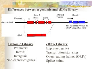 cDNA Library.....1 | PPT