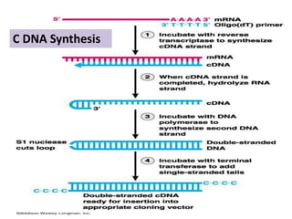 C dna library | PPT