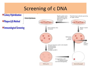 C dna library | PPT