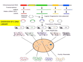 C dna library | PPT