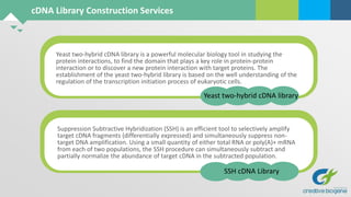 Yeast two-hybrid cDNA library is a powerful molecular biology tool in studying the
protein interactions, to find the domain that plays a key role in protein-protein
interaction or to discover a new protein interaction with target proteins. The
establishment of the yeast two-hybrid library is based on the well understanding of the
regulation of the transcription initiation process of eukaryotic cells.
Suppression Subtractive Hybridization (SSH) is an efficient tool to selectively amplify
target cDNA fragments (differentially expressed) and simultaneously suppress non-
target DNA amplification. Using a small quantity of either total RNA or poly(A)+ mRNA
from each of two populations, the SSH procedure can simultaneously subtract and
partially normalize the abundance of target cDNA in the subtracted population.
cDNA Library Construction Services
Yeast two-hybrid cDNA library
SSH cDNA Library
 