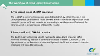The Workflow of cDNA Library Construction
3. The second strand of cDNA generation
The ss-cDNA is converted into double stranded (ds) cDNA by either RTase or E. coli
DNA polymerase. (It is essential to use only the minimal number of amplification cycles
needed to obtain sufficient material for sequencing to avoid over-amplification of the
libraries, which is a major source of bias in the results.)
4. Incorporation of cDNA into a vector
The ds-cDNA can be trimmed with S1 nuclease to obtain blunt–ended ds-cDNA
molecule followed by addition of terminal transferase to tail the cDNA with C's and
ligation into a vector. Because the blunt-end ligation is inefficient, short restriction-site
linkers are first ligated to both ends.
 