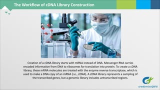 The Workflow of cDNA Library Construction
Creation of a cDNA library starts with mRNA instead of DNA. Messenger RNA carries
encoded information from DNA to ribosomes for translation into protein. To create a cDNA
library, these mRNA molecules are treated with the enzyme reverse transcriptase, which is
used to make a DNA copy of an mRNA (i.e., cDNA). A cDNA library represents a sampling of
the transcribed genes, but a genomic library includes untranscribed regions.
 