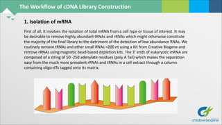 The Workflow of cDNA Library Construction
First of all, it involves the isolation of total mRNA from a cell type or tissue of interest. It may
be desirable to remove highly abundant tRNAs and rRNAs which might otherwise constitute
the majority of the final library to the detriment of the detection of low abundance RNAs. We
routinely remove tRNAs and other small RNAs <200 nt using a Kit from Creative Biogene and
remove rRNAs using magnetic bead-based depletion kits. The 3’ ends of eukaryotic mRNA are
composed of a string of 50 -250 adenylate residues (poly A Tail) which makes the separation
easy from the much more prevalent rRNAs and tRNAs in a cell extract through a column
containing oligo-dTs tagged onto its matrix.
1. Isolation of mRNA
 