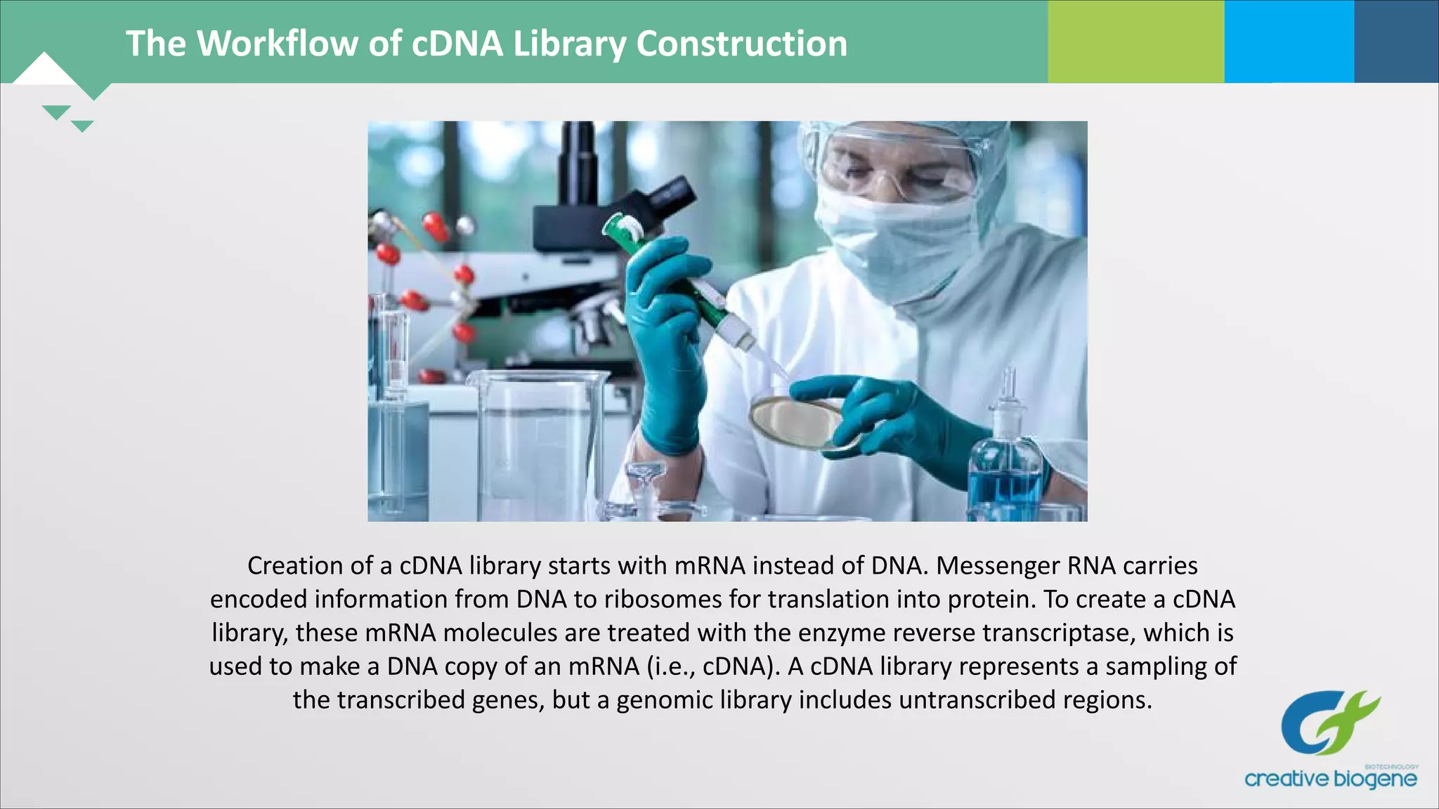 The Workflow of cDNA Library Construction
Creation of a cDNA library starts with mRNA instead of DNA. Messenger RNA carries
encoded information from DNA to ribosomes for translation into protein. To create a cDNA
library, these mRNA molecules are treated with the enzyme reverse transcriptase, which is
used to make a DNA copy of an mRNA (i.e., cDNA). A cDNA library represents a sampling of
the transcribed genes, but a genomic library includes untranscribed regions.
 