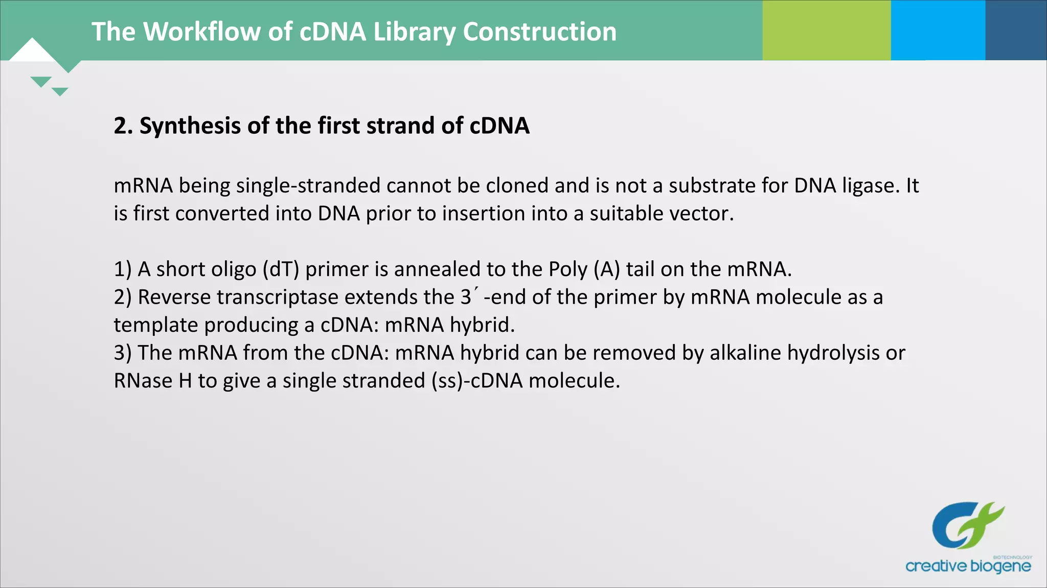 The Workflow of cDNA Library Construction
2. Synthesis of the first strand of cDNA
mRNA being single-stranded cannot be cloned and is not a substrate for DNA ligase. It
is first converted into DNA prior to insertion into a suitable vector.
1) A short oligo (dT) primer is annealed to the Poly (A) tail on the mRNA.
2) Reverse transcriptase extends the 3´-end of the primer by mRNA molecule as a
template producing a cDNA: mRNA hybrid.
3) The mRNA from the cDNA: mRNA hybrid can be removed by alkaline hydrolysis or
RNase H to give a single stranded (ss)-cDNA molecule.
 