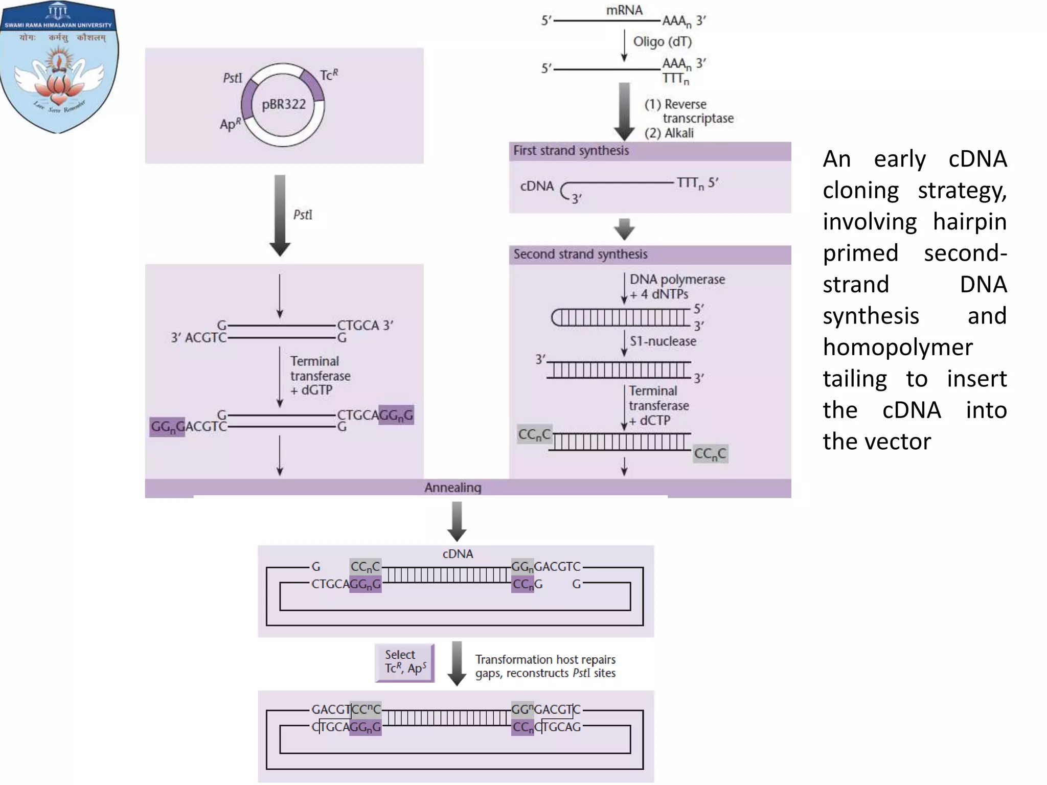 cDNA synthesis PPT