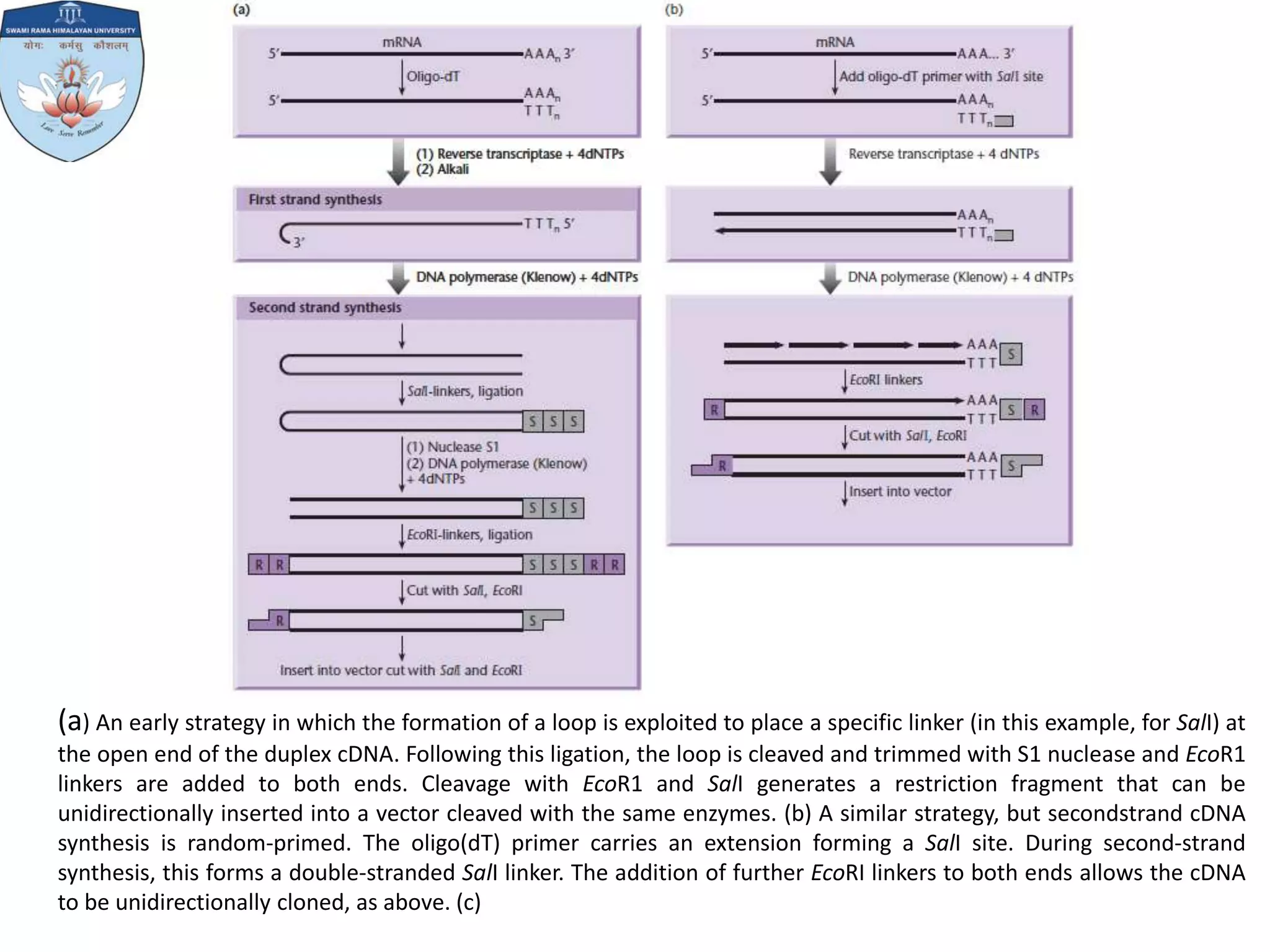 cDNA synthesis PPT