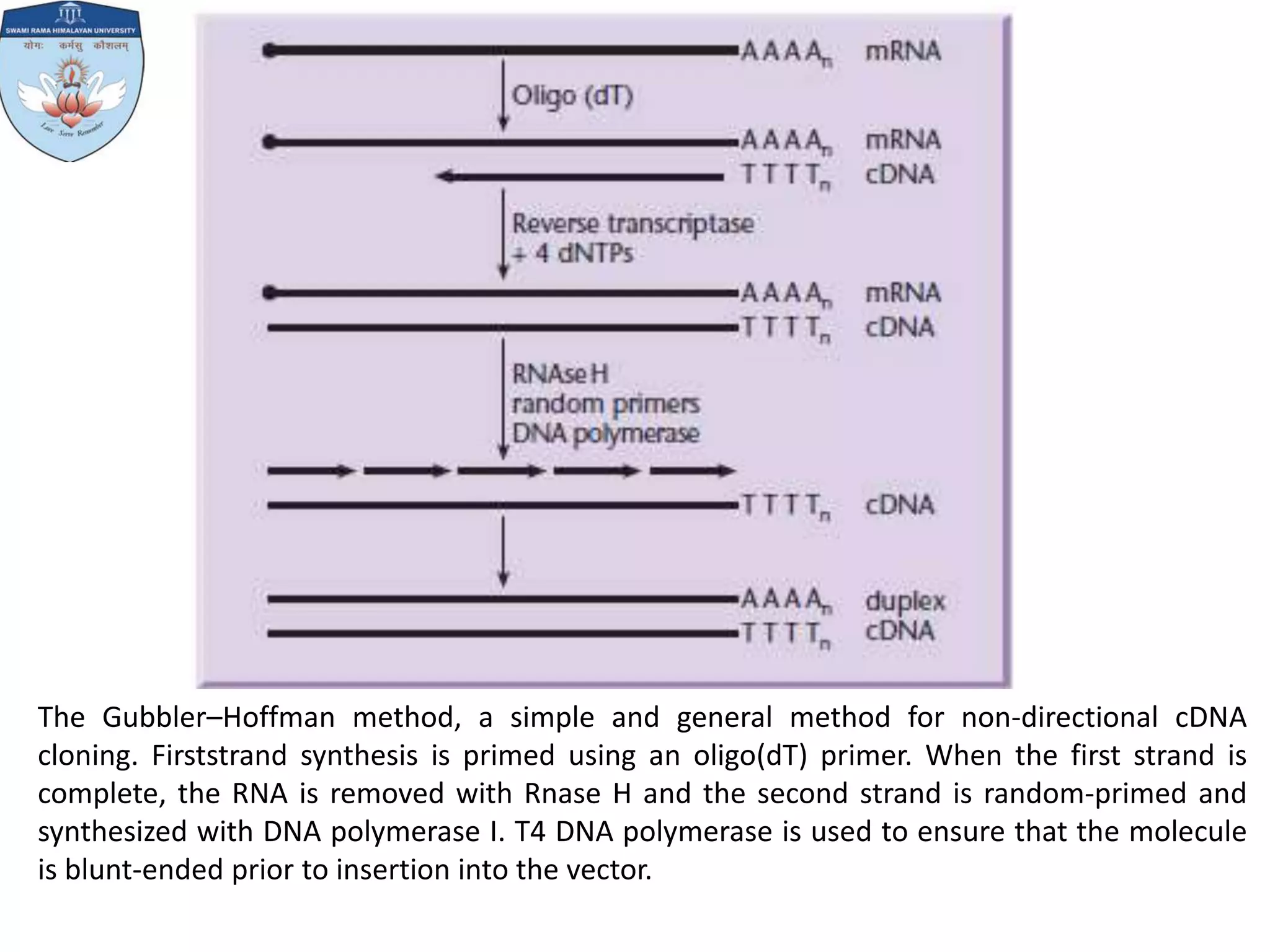 cDNA synthesis PPT