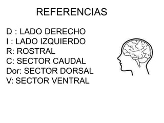 REFERENCIAS
D : LADO DERECHO
I : LADO IZQUIERDO
R: ROSTRAL
C: SECTOR CAUDAL
Dor: SECTOR DORSAL
V: SECTOR VENTRAL
V
C
R
Dor
 