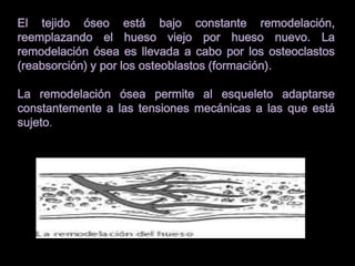 osteogénesis y remodelado óseo