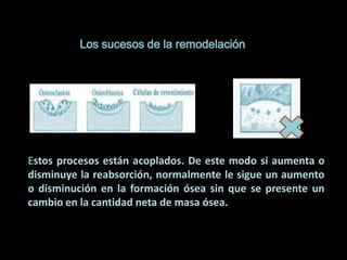 osteogénesis y remodelado óseo
